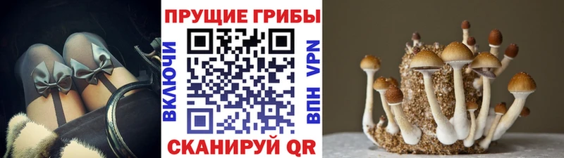 где купить наркотик  Микунь  Псилоцибиновые грибы прущие грибы 